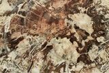 Triassic, Petrified Wood (Araucaria) Round - Madagascar #217087-1
